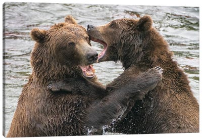 Alaska, Brooks Falls, Two Young Grizzly Bears Playing Canvas Art Print - Janet Muir