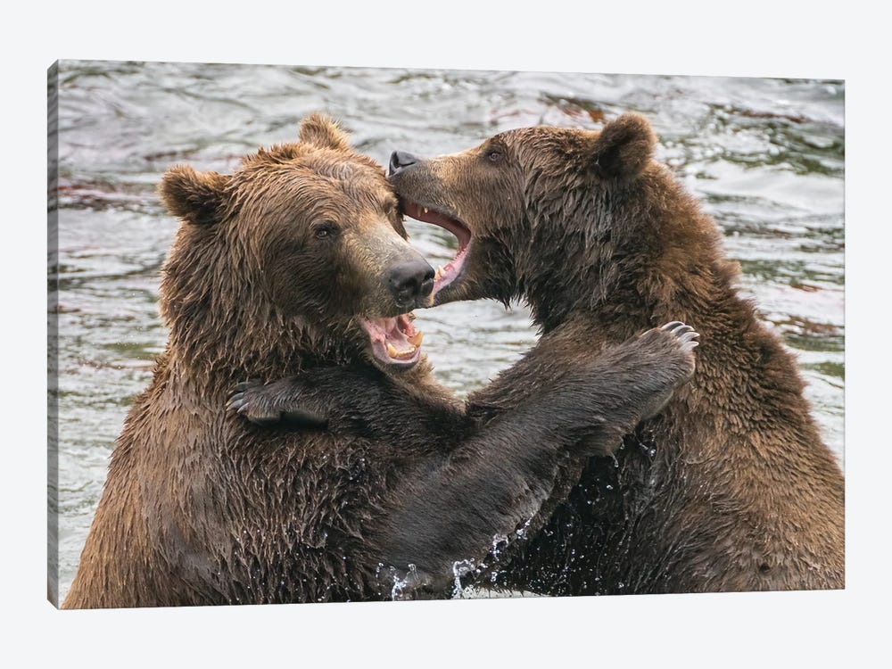 Alaska, Brooks Falls, Two Young Grizzly Bears Playing by Janet Muir 1-piece Canvas Artwork