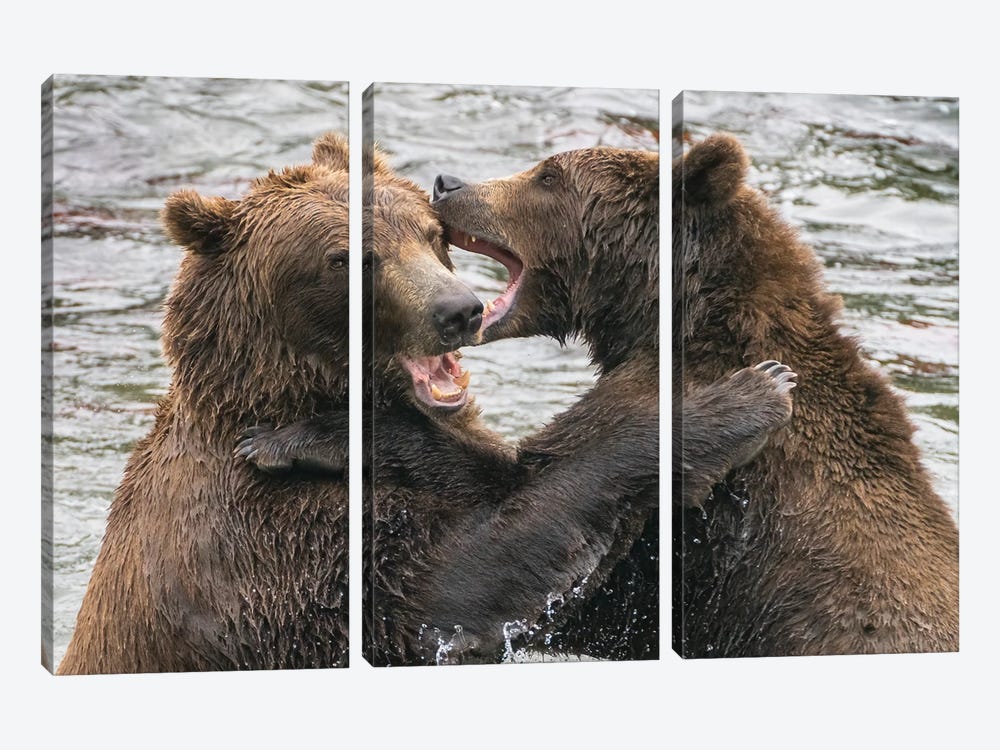 Alaska, Brooks Falls, Two Young Grizzly Bears Playing by Janet Muir 3-piece Canvas Art
