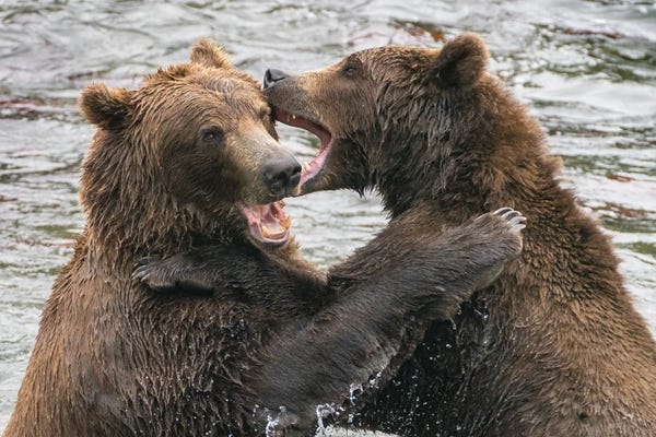 Janet Muir: Alaska, Brooks Falls, Two Young Grizzly Bears Playing by Janet Muir