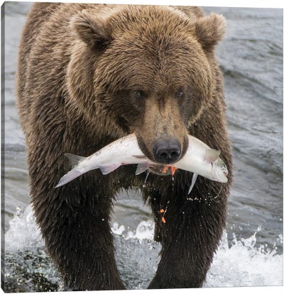 Alaska, Brooks Falls Grizzley Bear Holding A Salmon In Its Mouth Canvas Art Print - Macro Photography