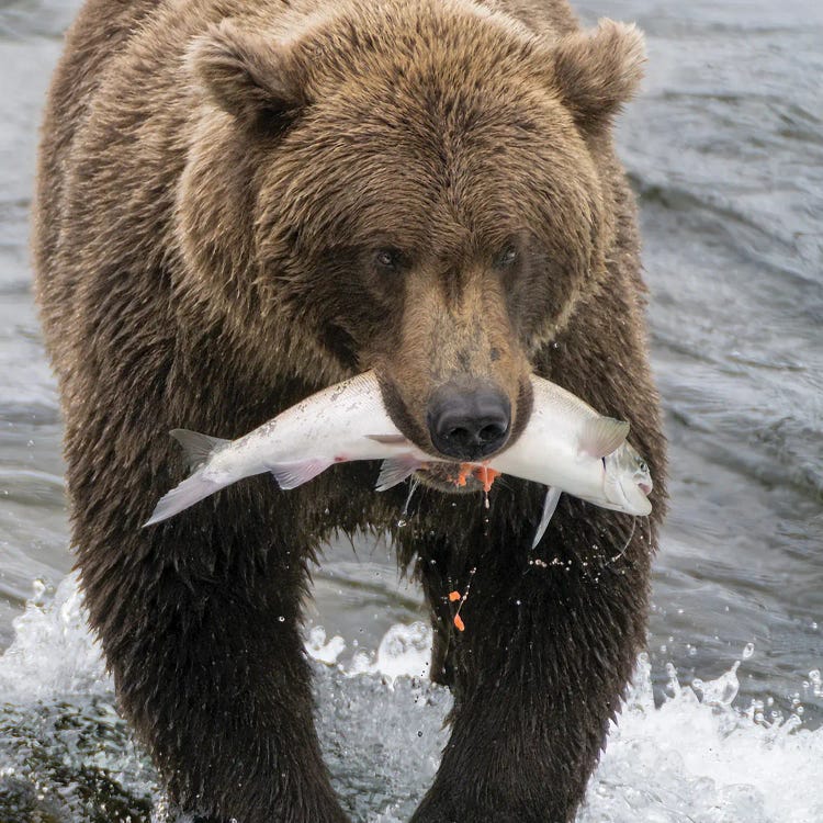 Alaska, Brooks Falls Grizzley Bear Holding A Salmon In Its Mouth