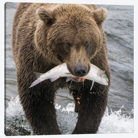 Alaska, Brooks Falls Grizzley Bear Holding A Salmon In Its Mouth Canvas Print #JMU5} by Janet Muir Canvas Print