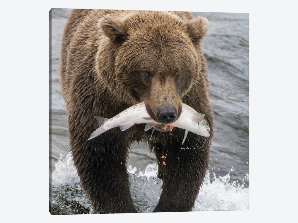 Alaska, Brooks Falls Grizzley Bear Holding A Salmon In Its Mouth by Janet Muir 1-piece Canvas Print