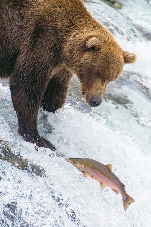 Alaska, Brooks Falls Grizzly Bear At The Top Of The Falls Watching A Fish Jump