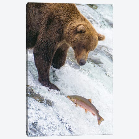 Alaska, Brooks Falls Grizzly Bear At The Top Of The Falls Watching A Fish Jump Canvas Print #JMU6} by Janet Muir Canvas Art Print