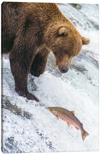 Alaska, Brooks Falls Grizzly Bear At The Top Of The Falls Watching A Fish Jump Canvas Art Print - Janet Muir