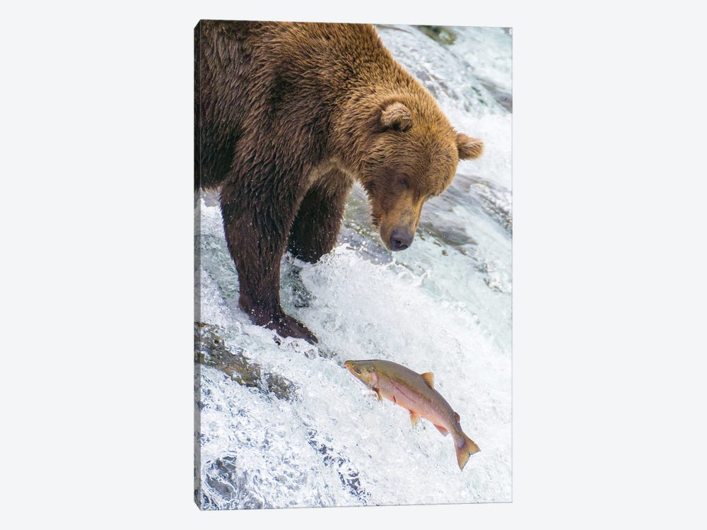Alaska, Brooks Falls Grizzly Bear At The Top Of The Falls Watching A Fish Jump by Janet Muir 1-piece Canvas Art