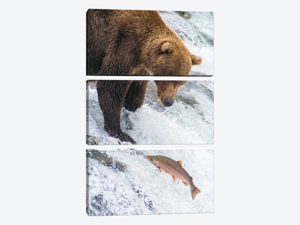 Alaska, Brooks Falls Grizzly Bear At The Top Of The Falls Watching A Fish Jump by Janet Muir 3-piece Canvas Wall Art