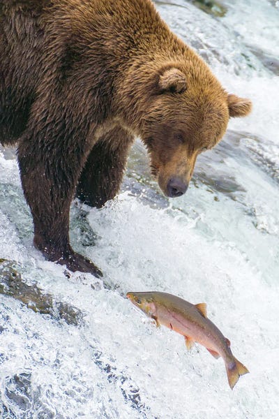 Grizzly Bears: Alaska, Brooks Falls Grizzly Bear At The Top Of The Falls Watching A Fish Jump by Janet Muir