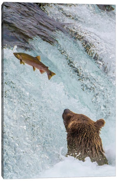 Alaska, Brooks Falls Grizzly Ear At The Base Of The Falls Watching A Fish Jump Canvas Art Print - Grizzly Bear Art