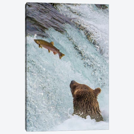 Alaska, Brooks Falls Grizzly Ear At The Base Of The Falls Watching A Fish Jump Canvas Print #JMU7} by Janet Muir Canvas Art Print
