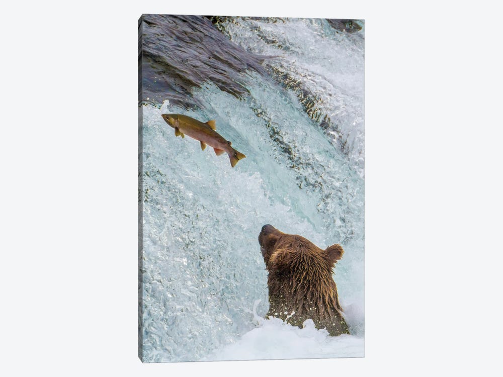 Alaska, Brooks Falls Grizzly Ear At The Base Of The Falls Watching A Fish Jump by Janet Muir 1-piece Canvas Art Print