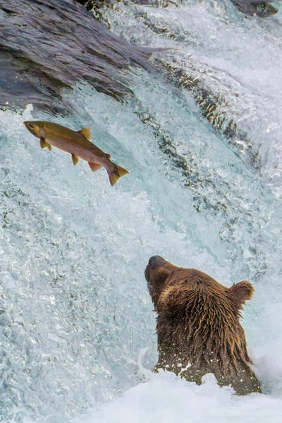 Janet Muir: Alaska, Brooks Falls Grizzly Ear At The Base Of The Falls Watching A Fish Jump by Janet Muir