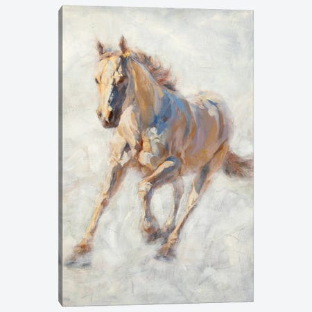 White Horse Canvas Print #JMV21} by James Swanson Canvas Art Print