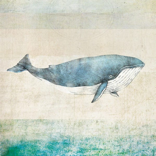 Whale - Square