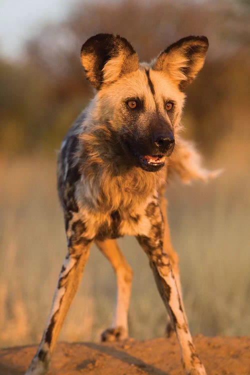 Hyena Stare