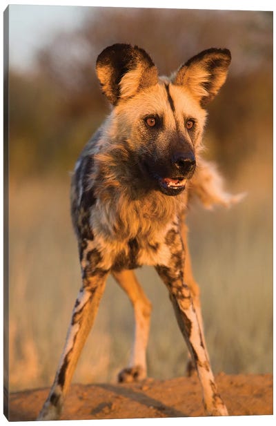 Hyena Stare Canvas Art Print