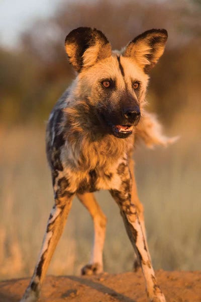 Hyenas: Hyena Stare by Jimmyz