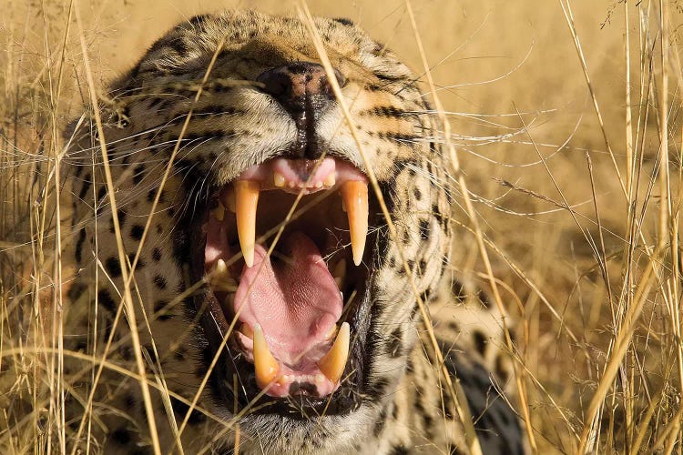 Leopard Growl