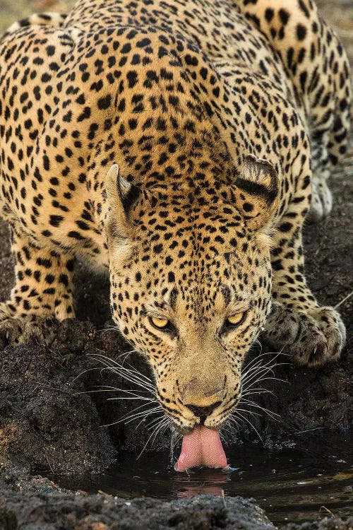 Leopard taking a Break