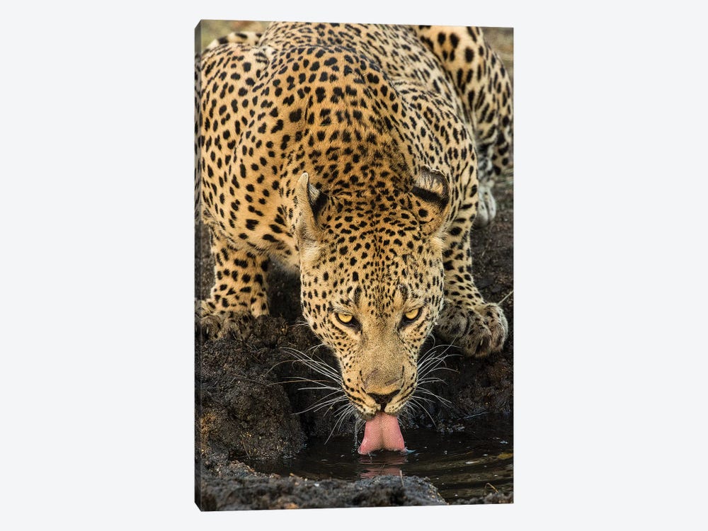 Leopard taking a Break by Jimmyz 1-piece Art Print