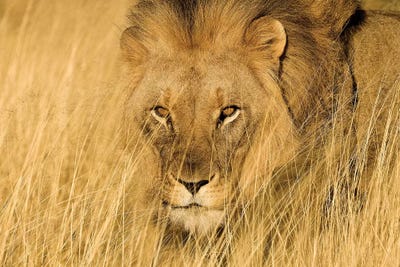 Lion Eyes by Jimmyz canvas print