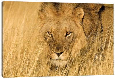 Lion Eyes Canvas Art Print