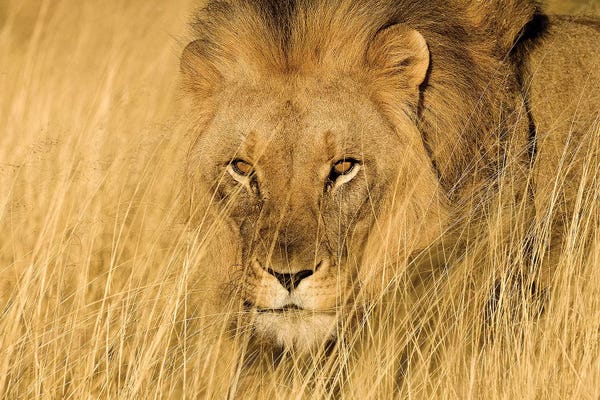 Jimmyz: Lion Eyes by Jimmyz