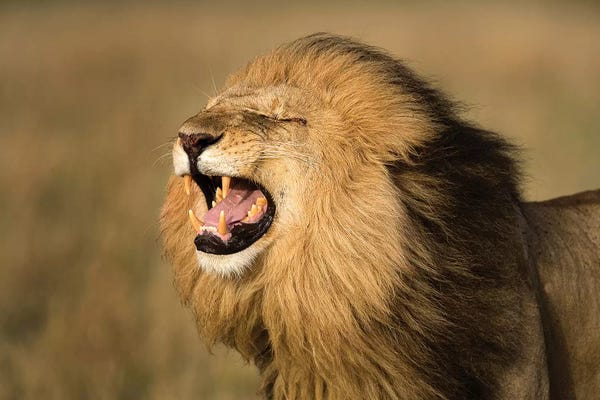 Jimmyz: Lion Roar by Jimmyz