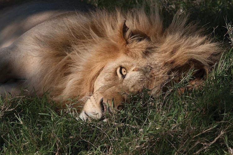 Sleeping Lion