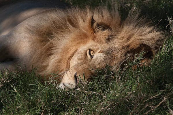 Jimmyz: Sleeping Lion by Jimmyz