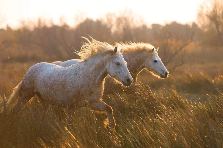 Two Horses Galloping