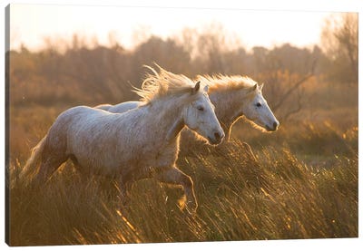 Two Horses Galloping Canvas Art Print