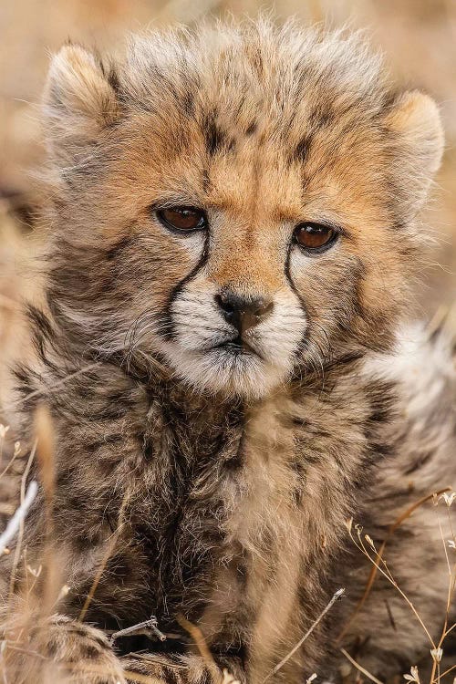 Baby Cheetah by Jimmyz wall art