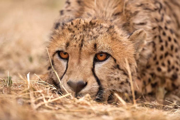 Cheetah Resting