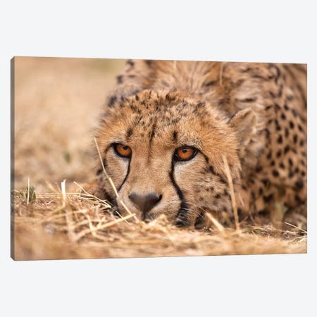 Cheetah Resting Canvas Print #JMZ3} by Jimmyz Art Print
