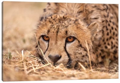 Cheetah Resting Canvas Art Print