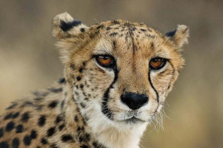 Cheetah Stare by Jimmyz wall art