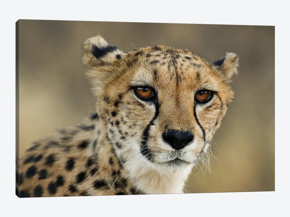 Cheetah Stare by Jimmyz 1-piece Art Print