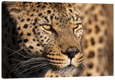 Cheetah Stare Canvas Art Print - Cheetah Art