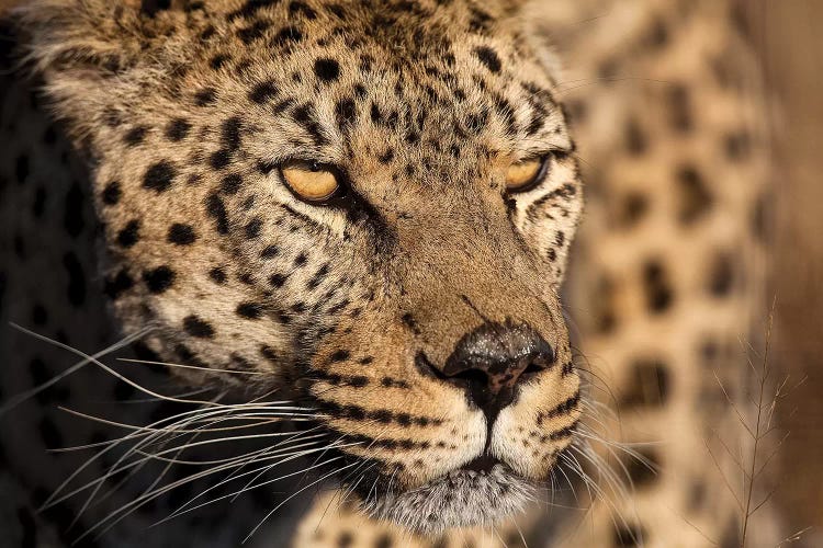 Cheetah Stare