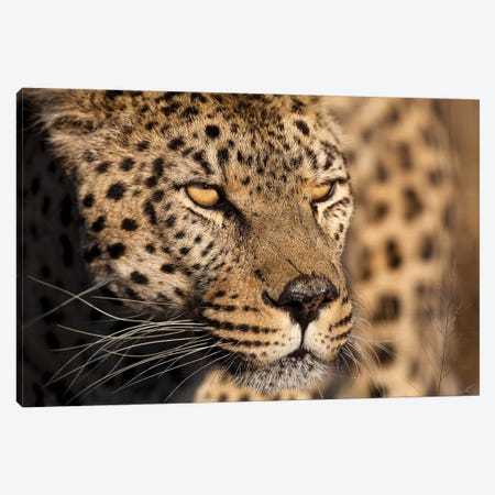 Cheetah Stare Canvas Print #JMZ5} by Jimmyz Canvas Artwork