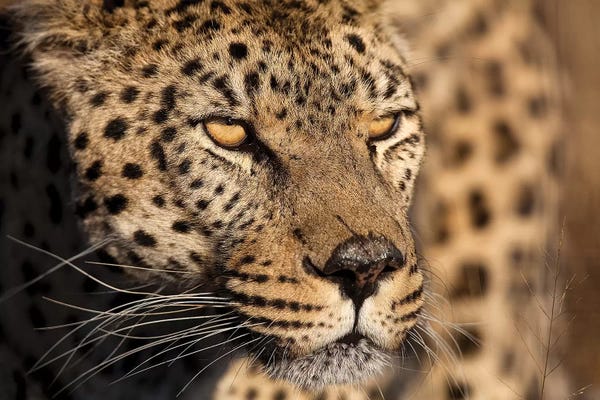 Jimmyz: Cheetah Stare by Jimmyz