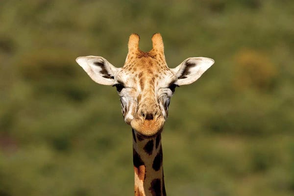Jimmyz: Curious Giraffe by Jimmyz
