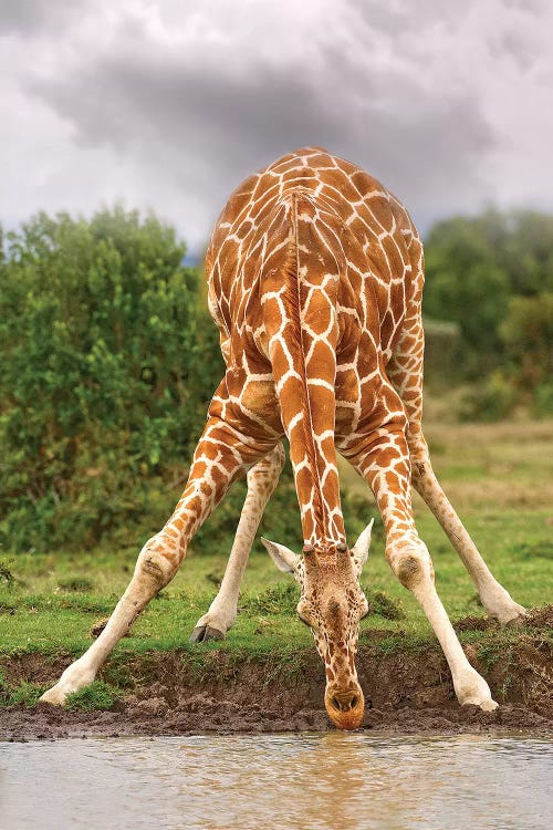 Drinking Giraffe