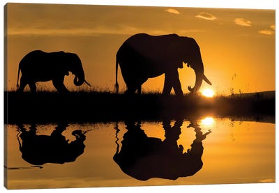 Elephants at Sundown Canvas Art Print
