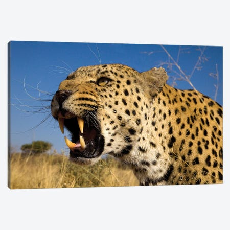 Fierce Leopard Canvas Print #JMZ9} by Jimmyz Canvas Art Print