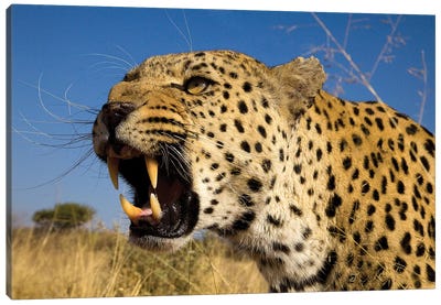 Fierce Leopard Canvas Art Print