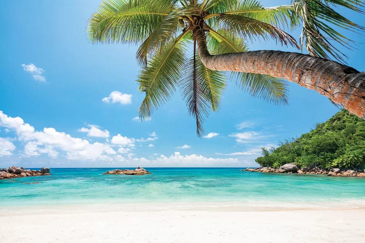 Tropical Beach With Palm Tree